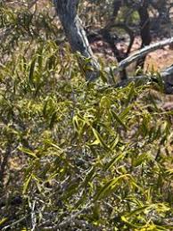 Image result for Coptosperma supra-axillare