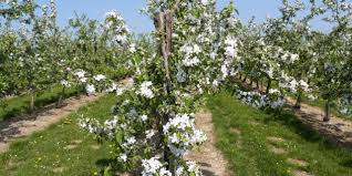 Please write a review and help more travellers. Fruitroute Sint Gillis Waas Fietsen En Wandelen Tussen De Fruitbomen Langsvlaamsewegen Be