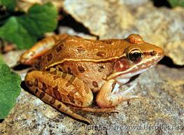 Image result for Leptochloa obtusiflora