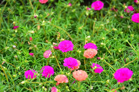 The top rated photos on 500px right now, as voted on by the community of photographers and enthusiasts. Small Flowers And Flowers Colorful Grass White Yellow Pink Stock Photo Picture And Royalty Free Image Image 94770563