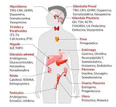 Ademas De Una Importante Funcion Desintoxicante Y Fabricacion De Hormonas Glandulas Exocrinas Tecnologia Medica