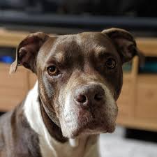 #1 best value of 32 pet friendly hotels in gainesville. Gainesville Furry Friends Pet Adoption Service 10 Photos Facebook