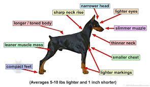 How many puppies can a doberman have? American Vs European Doberman A Side By Side Comparison Doberman Planet