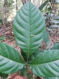 Image result for Allophylus