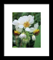 Image result for Sparrmannia