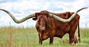 Texas Longhorn Cattle Winner Of The World S Longest Horns And Foul Temper Longhorn Cattle Texas Animals Bull Cow