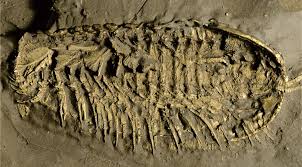This type of trilobite is called phacops. 450 Million Year Old Sea Creature S Bizarre Breathing Organs Uncovered