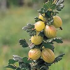 Set plants slightly deeper than they grew in their nursery pots. Pink Gooseberry From Stark Bro S Gooseberry Plant Plants How To Grow Gooseberries