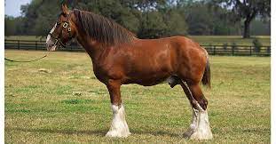 Check spelling or type a new query. Clydesdale
