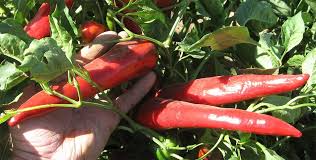 Giadone Pueblo Mirasol Hot Chile Seeds Authentic From Colorado Hot Pepper Seeds Seeds Carolina Reaper Chili