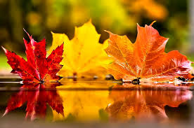 Image result for maple tree leaves images