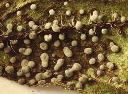 Image result for Melanospermum