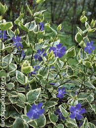 Image result for Vinca major