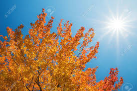 Asistí durante un otoño a la escuela de la señorita leocadia, en la aldea, porque mi salud no andaba bien y el abuelo retrasó mi vuelta a la ciudad. Copa Del Arbol Del Otono Con Las Hojas De Oro Contra El Cielo Azul Soleado Espacio De La Copia Fotos Retratos Imagenes Y Fotografia De Archivo Libres De Derecho Image 47223865