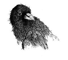 Black And White Raven Images Pin On Ravens Crows Black White 007