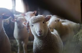 Is It Possible To Have Truly Cruelty Free Wool Here S What Vegans Eco Advocates Should Know About This Natural Fiber Farm Animals Decor Animals Angora Goats