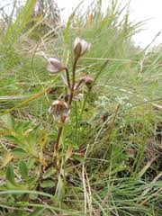 Image result for Swertia welwitschii