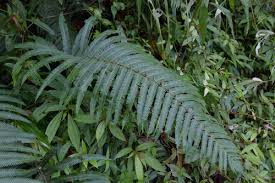 Image result for Pseudocyclosorus