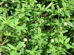 Image result for Spermacoce ruelliae