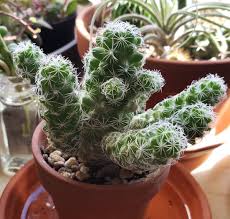The cut end needs to callus over. Is It Normal For Thimble Cactus Arms To Be Wiggly And Loose Like This I Am Just Watering It Now It Doesn T Sit In A Saucer Of Water All The Time