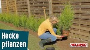 Hecken sind mehr als grüne trennwände im garten. Hecke Pflanzen Schritt Fur Schritt Anleitung Youtube