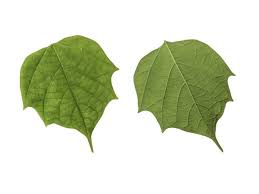 Image result for Tectona