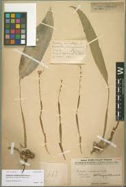 Image result for Christella gueinziana