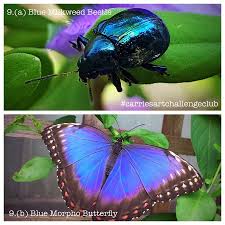 Check spelling or type a new query. 9 Blue Milkweed Beetle Blue Morpho Carrie Rogers Art Facebook