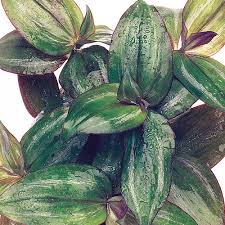 Discover this easy care plant. Pin On In My Garden