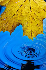 In our trimap free approach, we ask the user to take an additional photo of the background without the subject at the time of capture. Background Wallpaper For Screen Savers Yellow Autumn Leaf Over Stock Photo Picture And Royalty Free Image Image 125945893