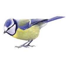 Koolmees en pimpelmees hallo losser. Pimpelmees Vogelbescherming