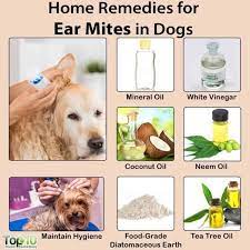 How To Treat Ear Mites In Cats With Mineral Oil Know It Info