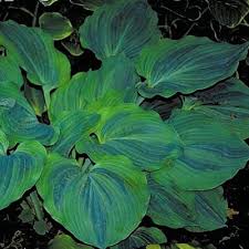 Enormous hosta with thick & rigid, huge 18 blue green leaves that are heavily veined. Shades Of Green Hostas And Daylilies Cultivar Jardines Plantar