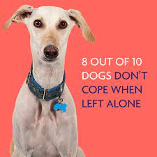 Separation anxiety in dogs occurs when they are extremely terrified of their guardian's possible departure. Separation Anxiety In Dogs Dogkind Rspca