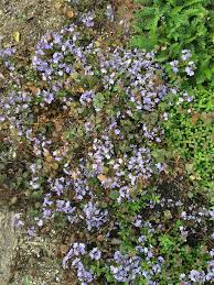 ベロニカマダムマルシアセントーレアモンタナ｜園芸日記byEastCafe｜みんなの趣味の園芸｜456991