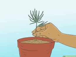 What season does a pine tree grow best in? 3 Ways To Grow Pine Trees Wikihow
