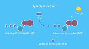 Atp is the most abundant nucleotide in the cell and the primary cellular energy currency in all life forms. Adenosintriphosphat Atp Atp Als Energietrager Mit Video