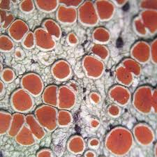 Image result for Eriosema flexuosum