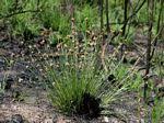 Image result for Bulbostylis schoenoides