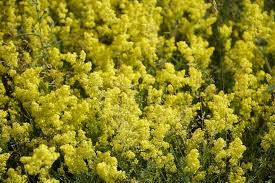 Image result for Galium verum