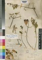 Image result for Hippocratea longipetiolata