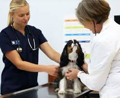 Kelly hallman west columbia veterinarian | west. Banfield Pet Hospital Veterinarians 246 Harbison Blvd Columbia Sc Phone Number Yelp