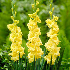 Somiglia a un grosso croco giallo (i fiori si formano però su un vero fusto),. Bulbi Di Gladiolo Giallo Tulipark Ingrosso Bulbi