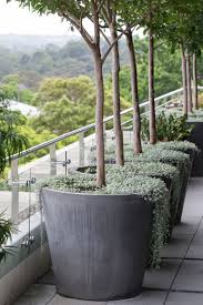 I Need This For My Olive Tree Planter Silver Falls Dichondra Jardins Pequenos Plantas Rasteiras Jardinagem Em Vasos