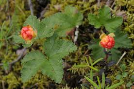 Image result for Rubus steudneri