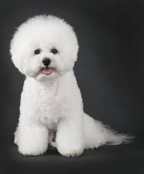 Bichon frise puppy puppies are ready only for serious families, serious inquiries should contact me now for more pictures and information of the puppies…. Bichon Frise Puppies For Sale Cute Smart Healthy Vip Puppies
