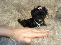 Xxxxxxs Micro Tiny Black White Phantom F1 Maltese X Toy Poodle Maltipoo Girl Puppy In Bishop Auckland Count In 2020 Maltese Poodle Poodle Mix Breeds Maltese Poodle Mix