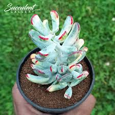 Image result for Cotyledon orbiculata