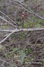 Image result for Gnidia chapmanii