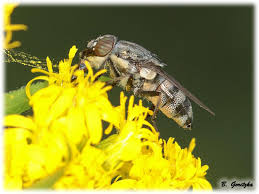 Image result for Lotononis carinata